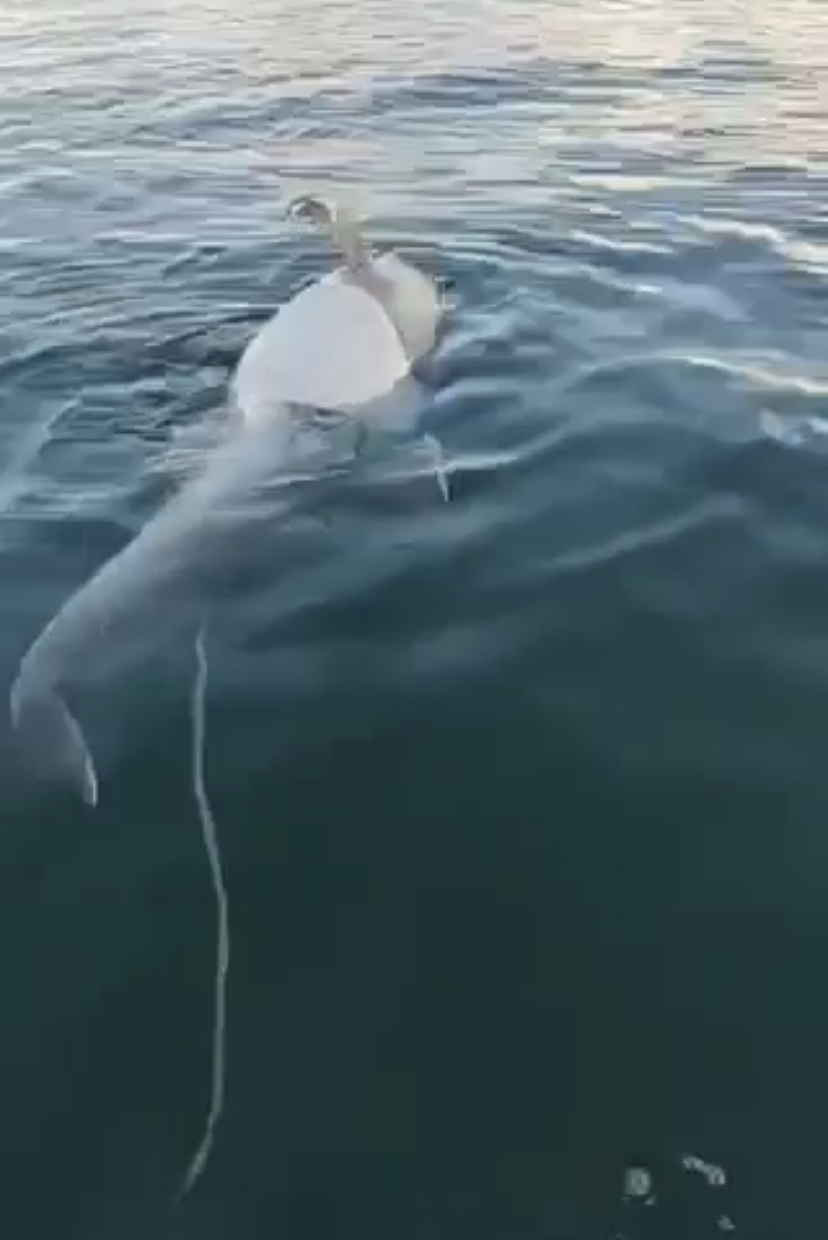     Un dauphin retrouvé mort proche de l'îlet Cochon

