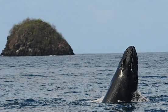     Le vrai du faux : la baleine à bosse qui nageait sur les réseaux sociaux

