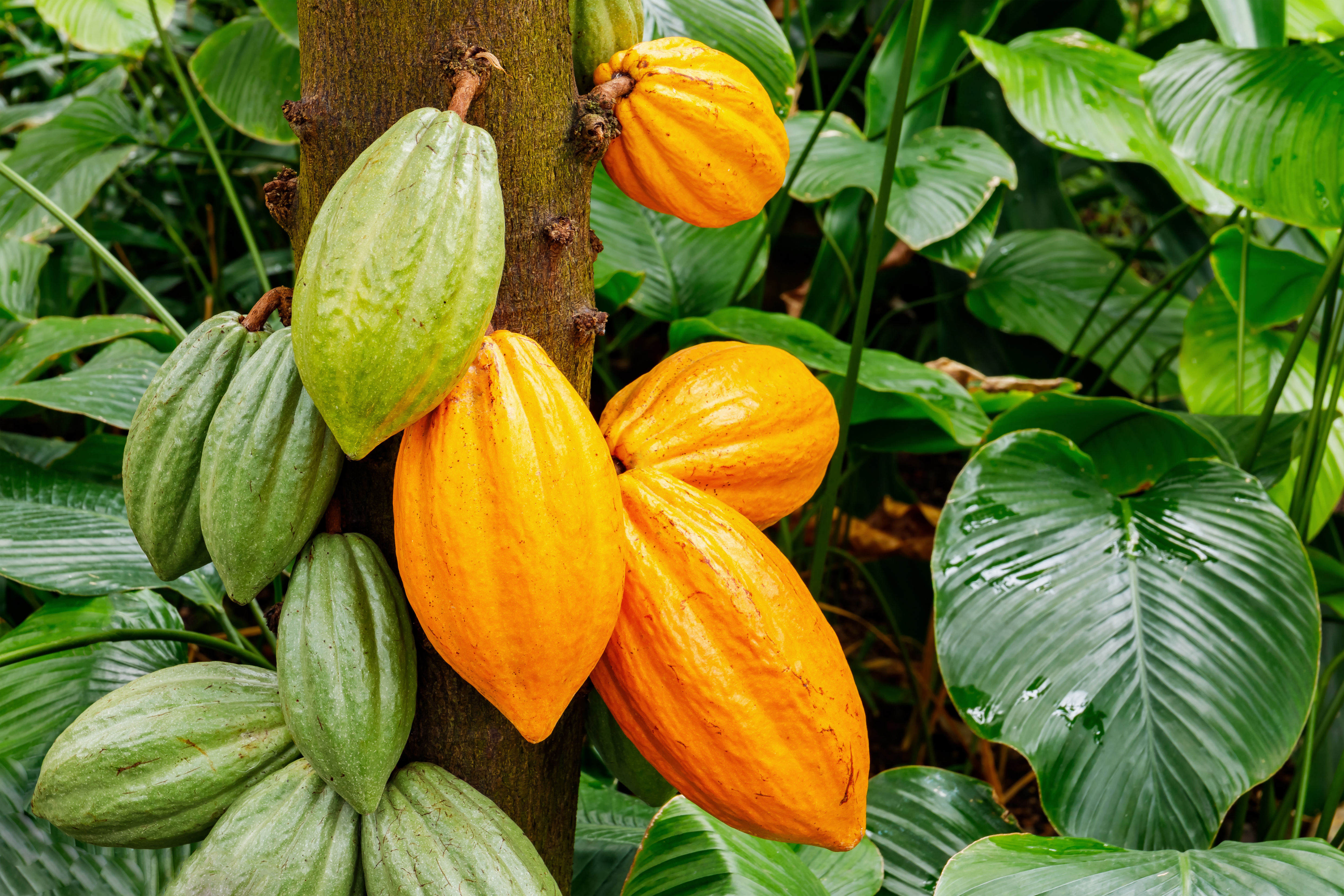     La filière cacao de Martinique continue à se structurer et cherche des financements pour s’équiper 

