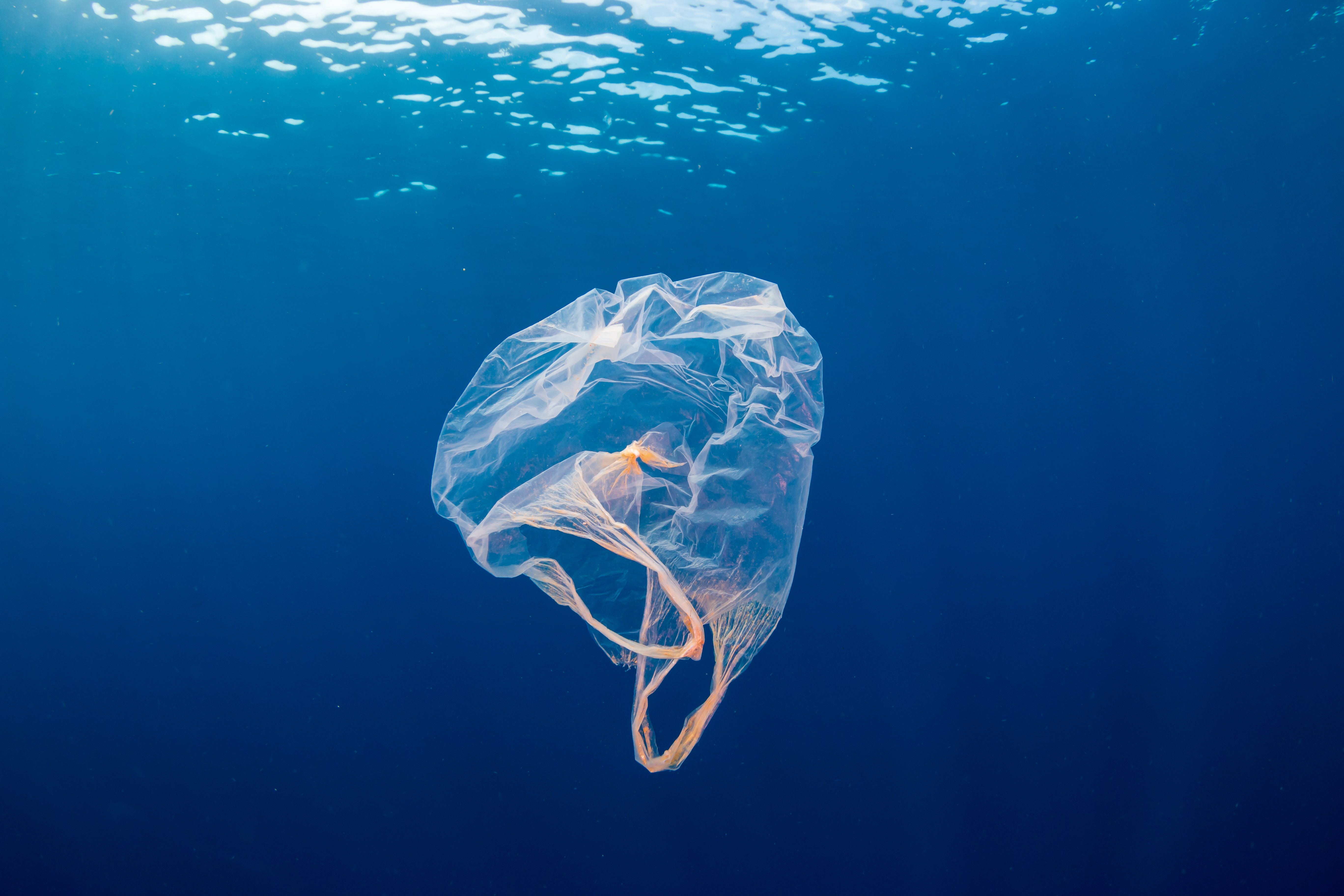     Pollution au plastique : quel est l'état de la mer en Martinique ?

