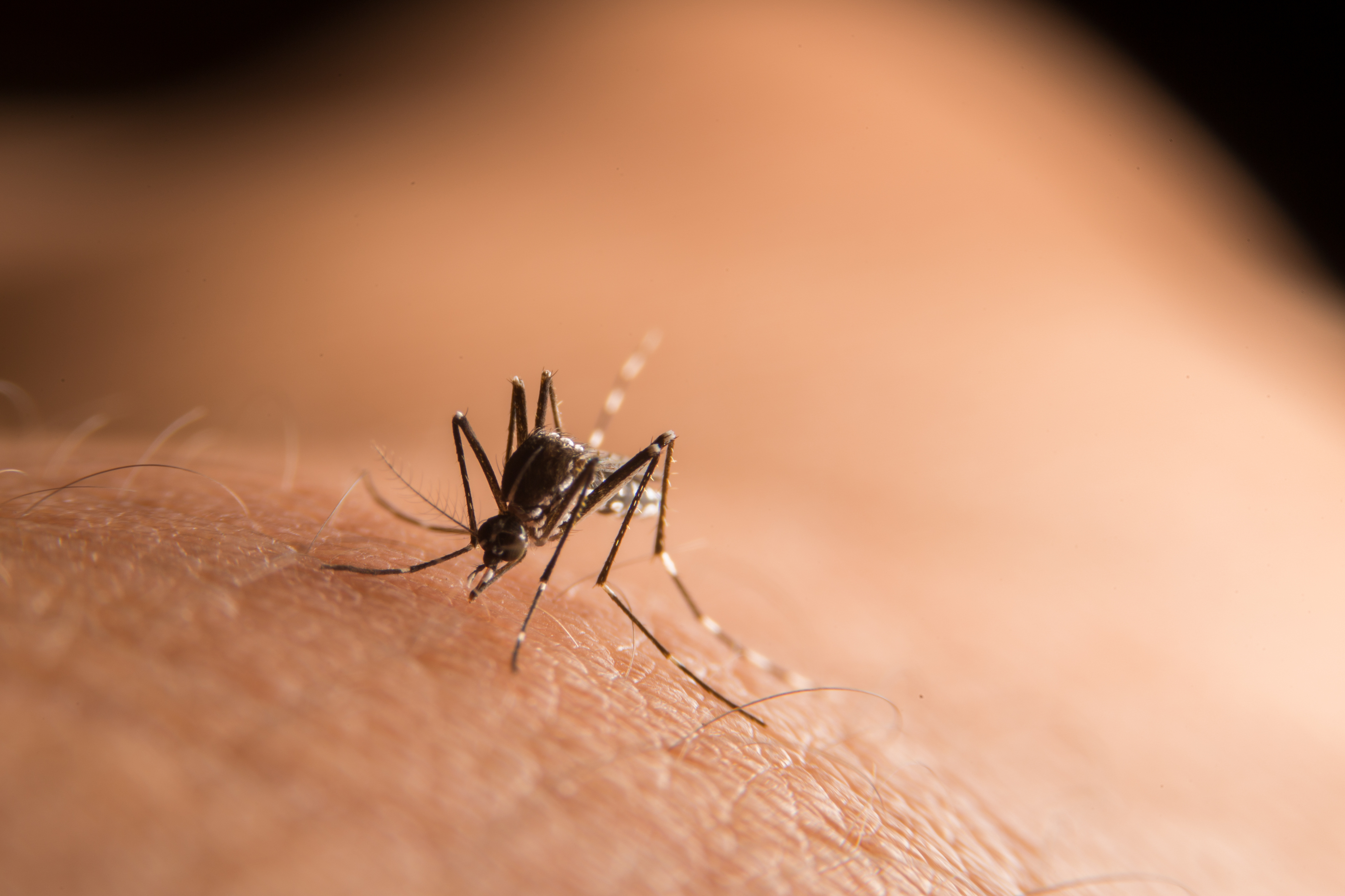     Les autorités sanitaires gardent un oeil sur la dengue

