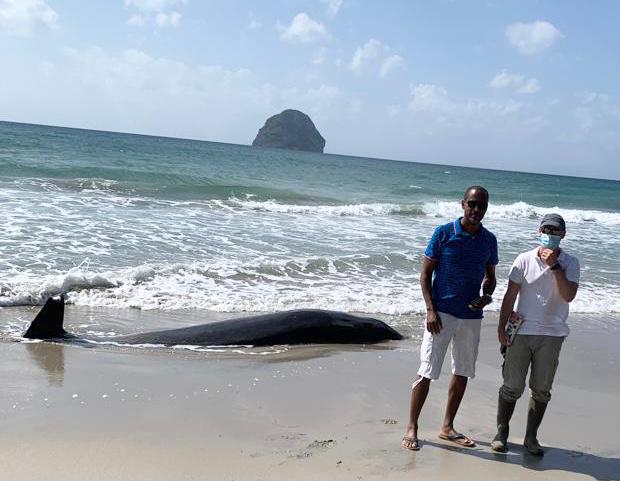     Une baleine à bec retrouvée morte sur la grande plage du Diamant

