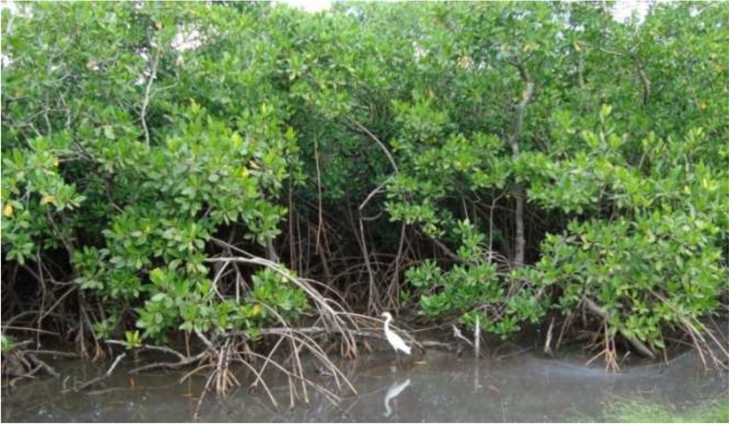     La Fondation du Patrimoine récompense un projet de renaturation de la mangrove du Morne Cabri au Lamentin

