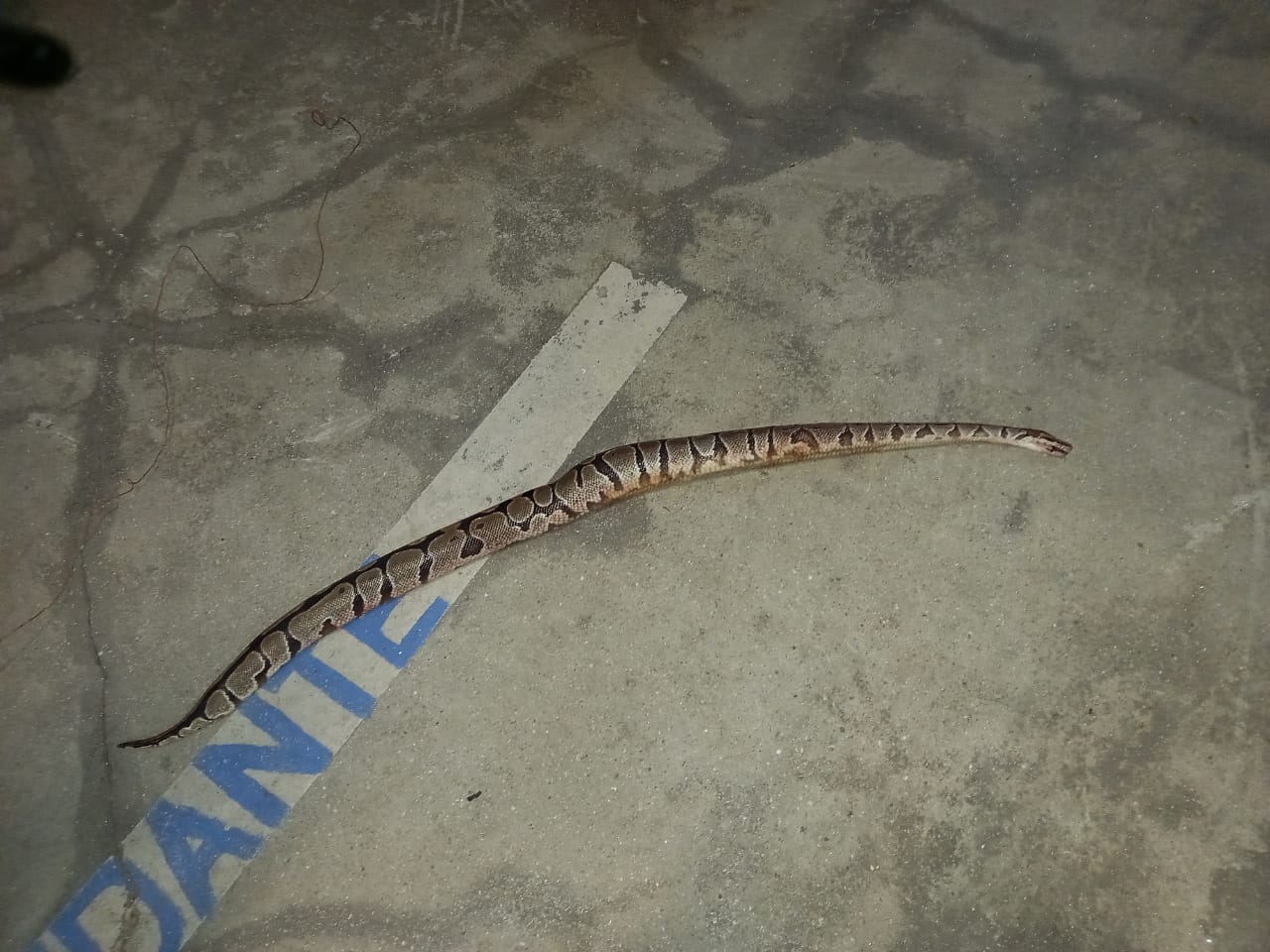     Un python royal découvert à Deshaies 

