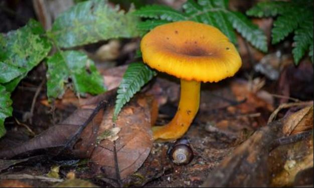     Le projet myconova mise sur la valorisation des champignons de Martinique

