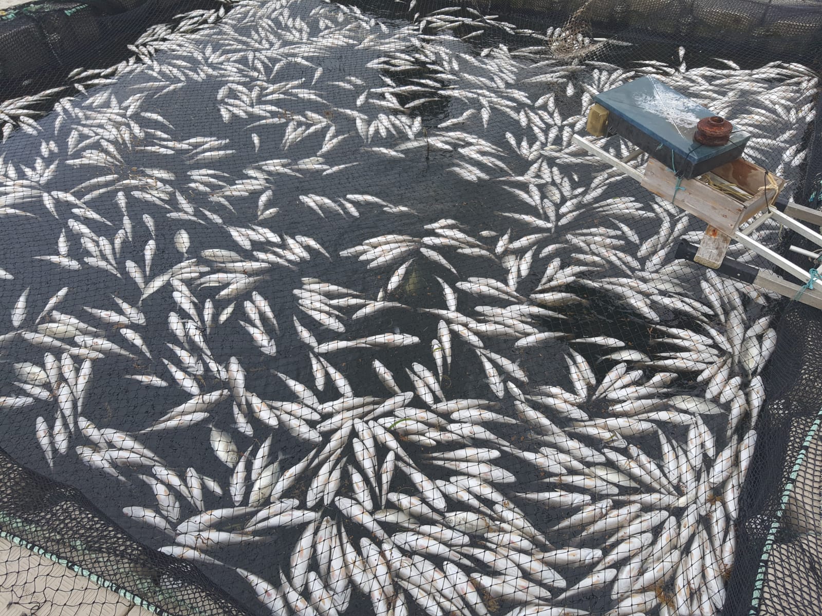    Des milliers de poissons morts dans un élevage au François

