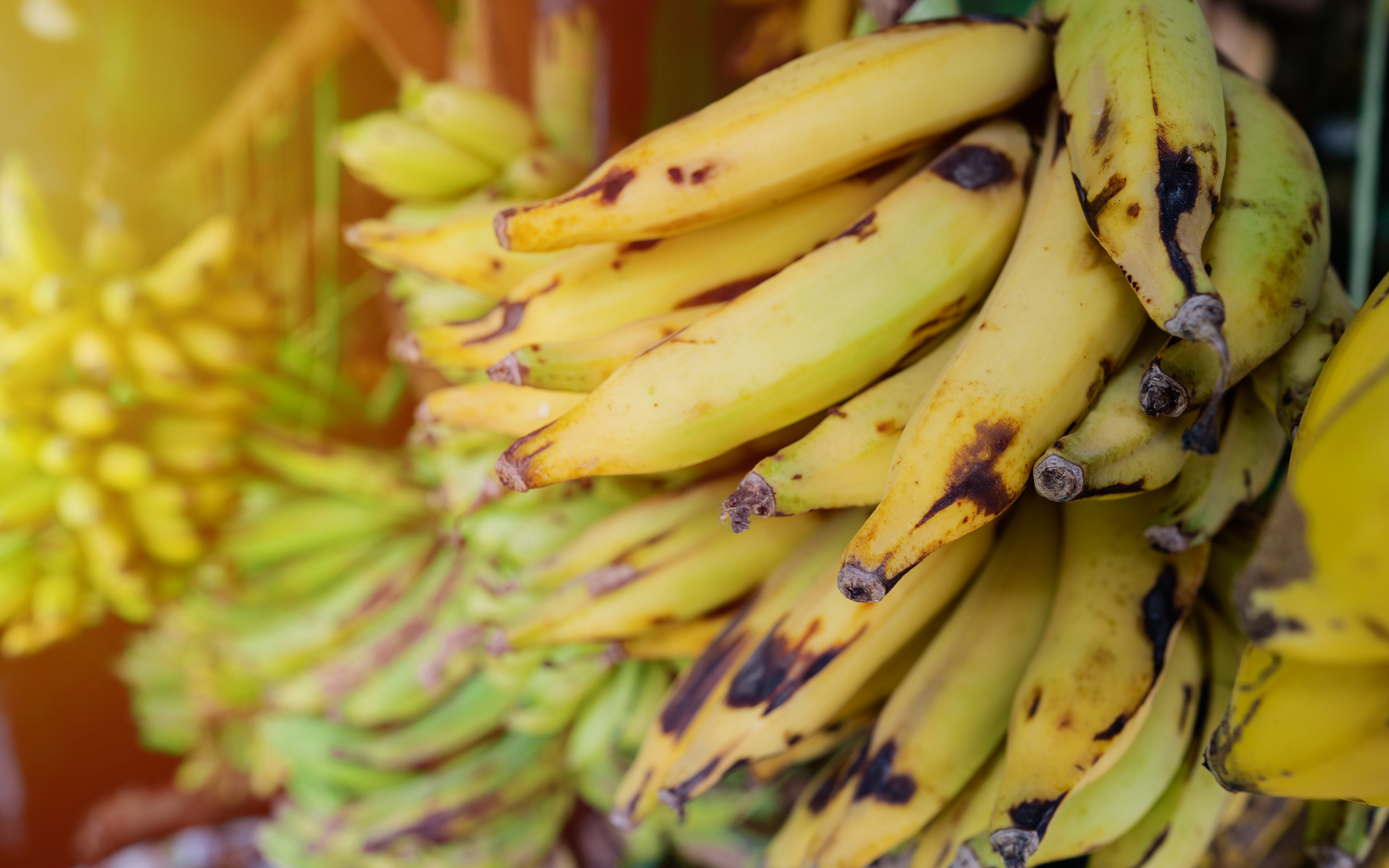     Des bananes jaunes traitées à l'éthéphon en Guadeloupe

