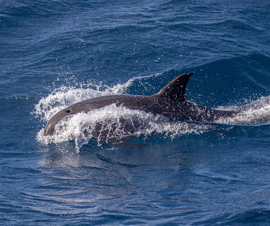     L'association Caribbean Cetacean Society dresse le bilan de deux ans d'études des cétacés dans nos eaux

