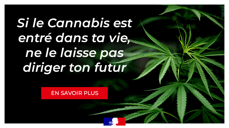     Le Cannabis, un réel fléau en Martinique et en Guadeloupe

