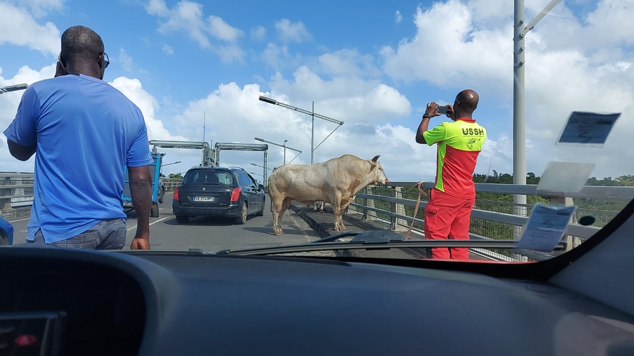     Deux taureaux sur le pont de l'Alliance après un accident de la circulation

