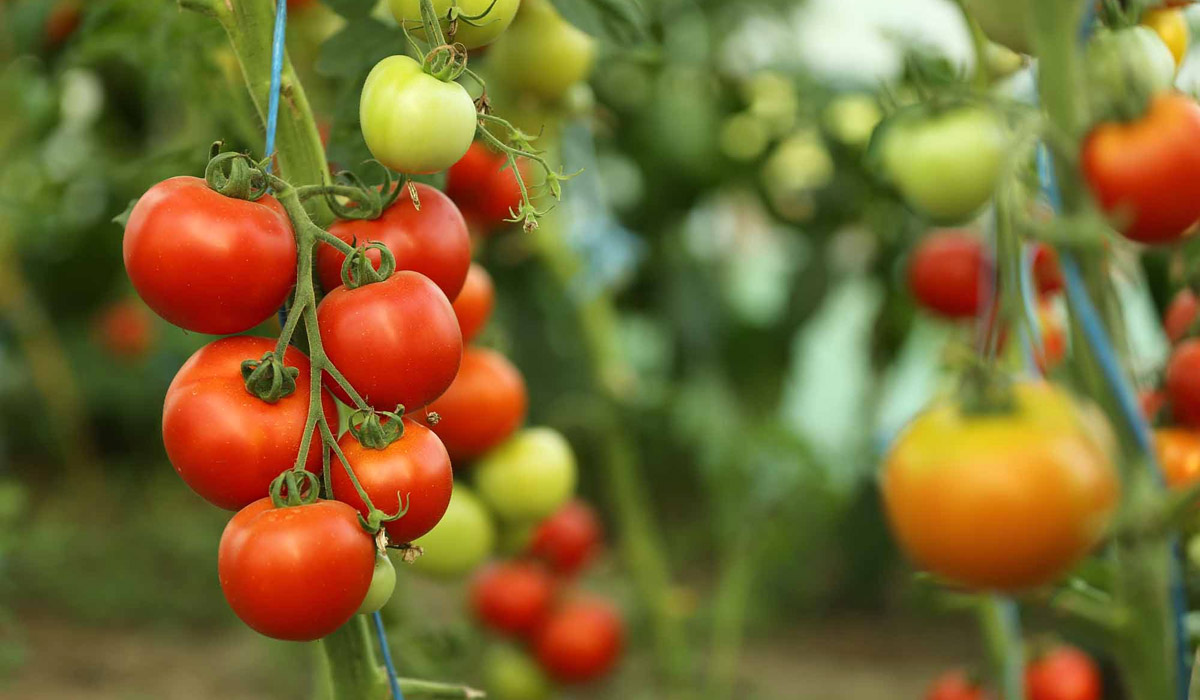     Sommes nous prêts à payer plus cher une tomate locale bio ? 

