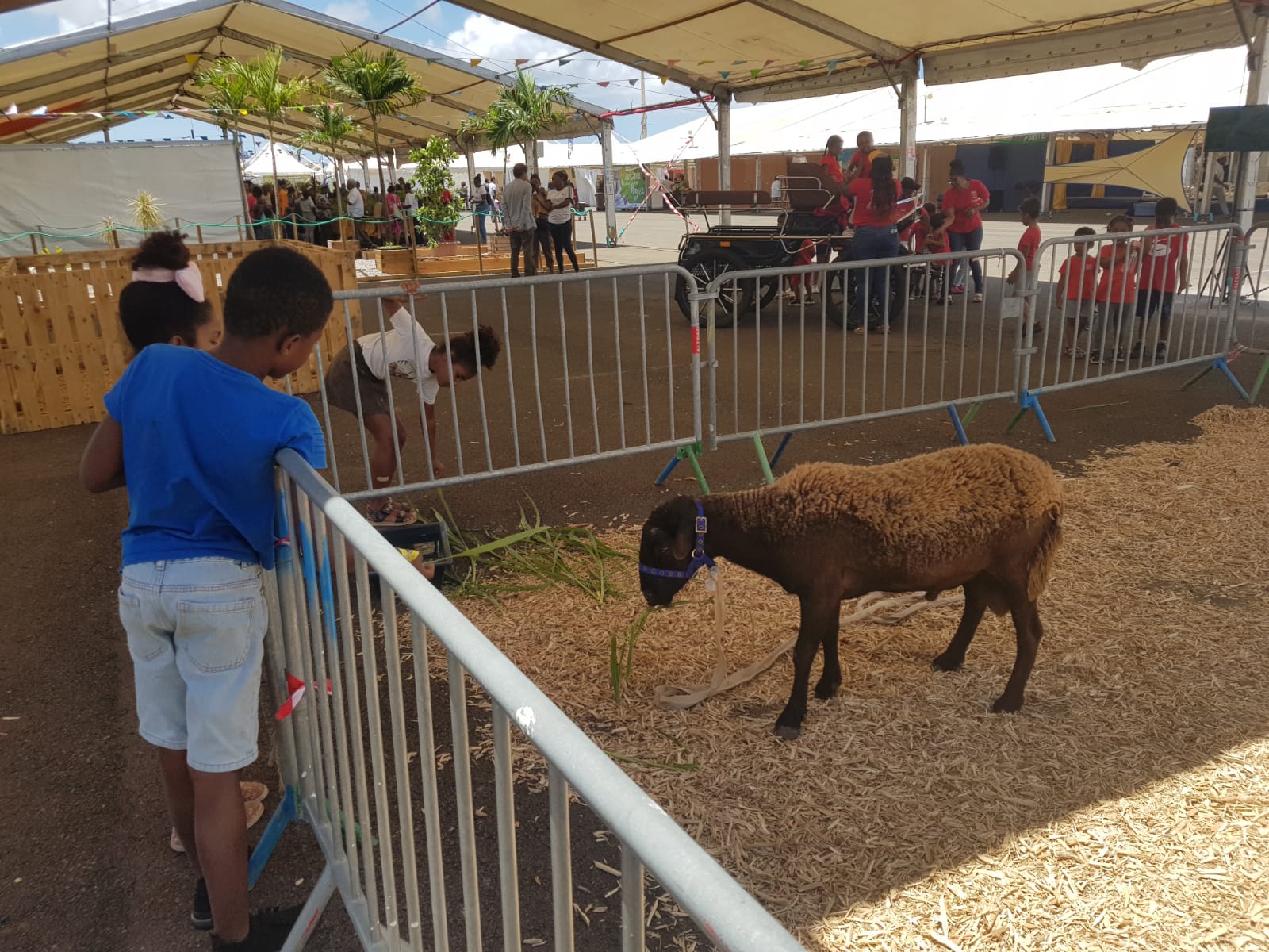     Les animaux de la ferme invités de la Foire Expo à Dillon

