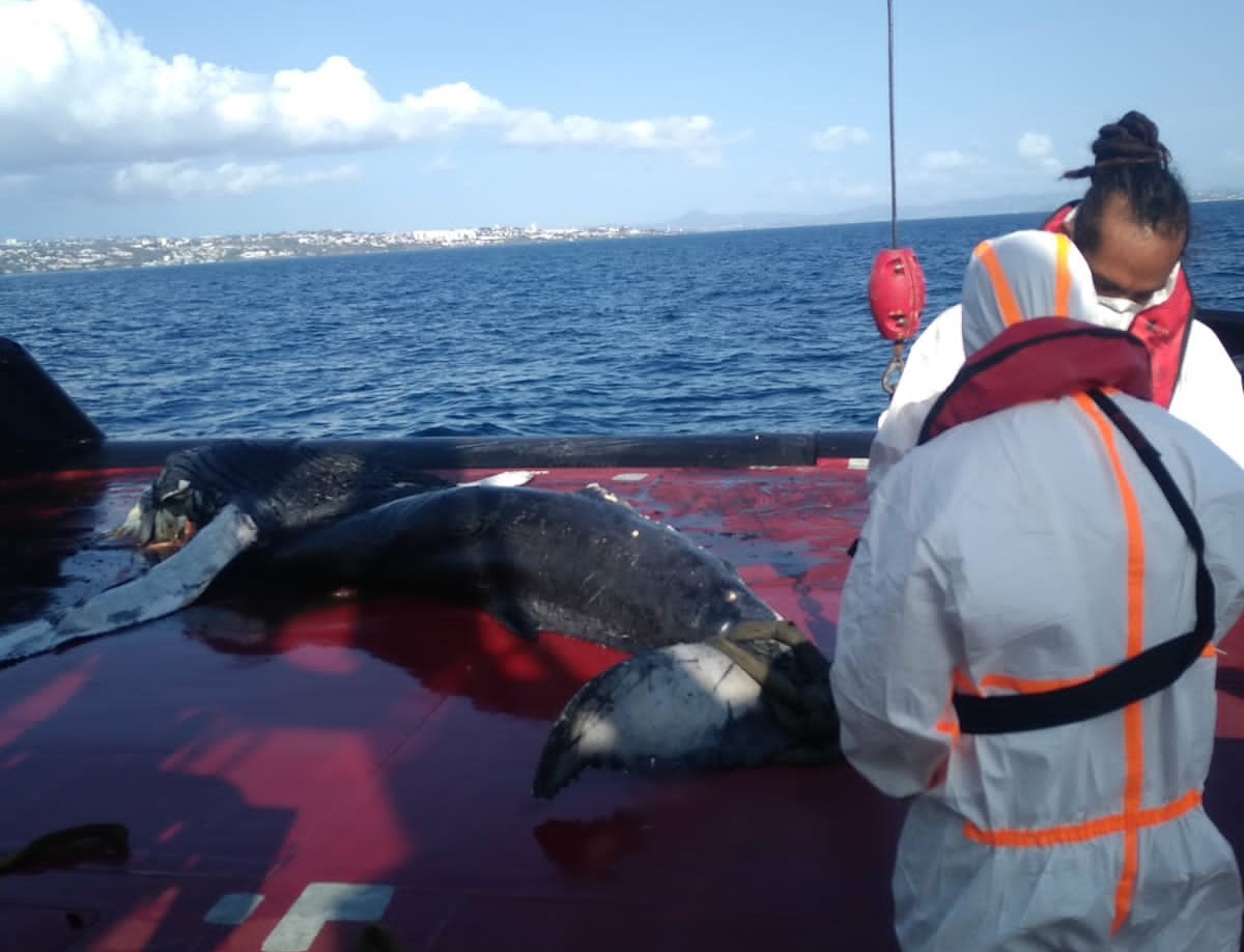     Mort du baleineau : l’issue aurait-elle pu être différente ?

