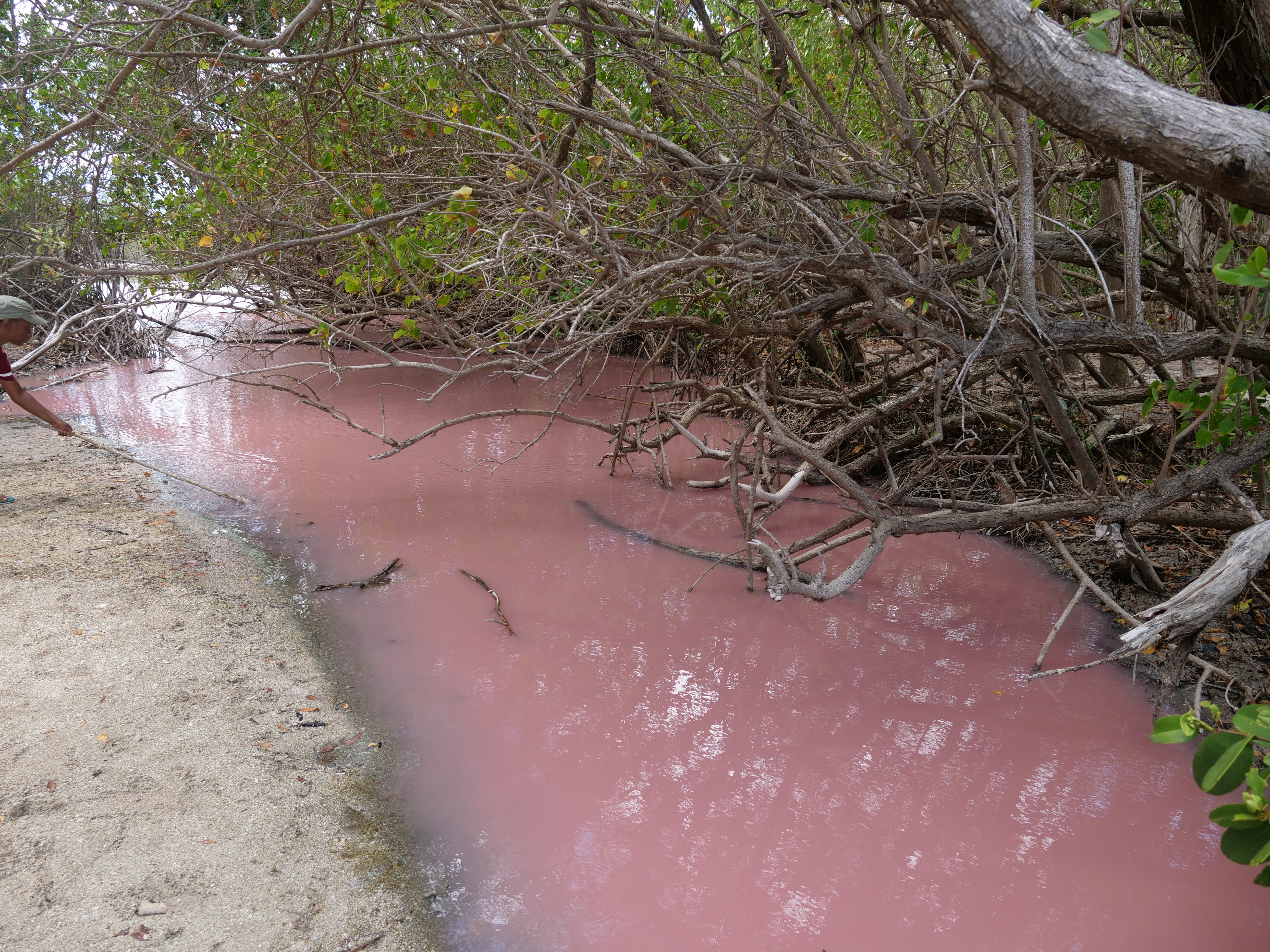 [Images] La mangrove rose est de retour au Diamant !