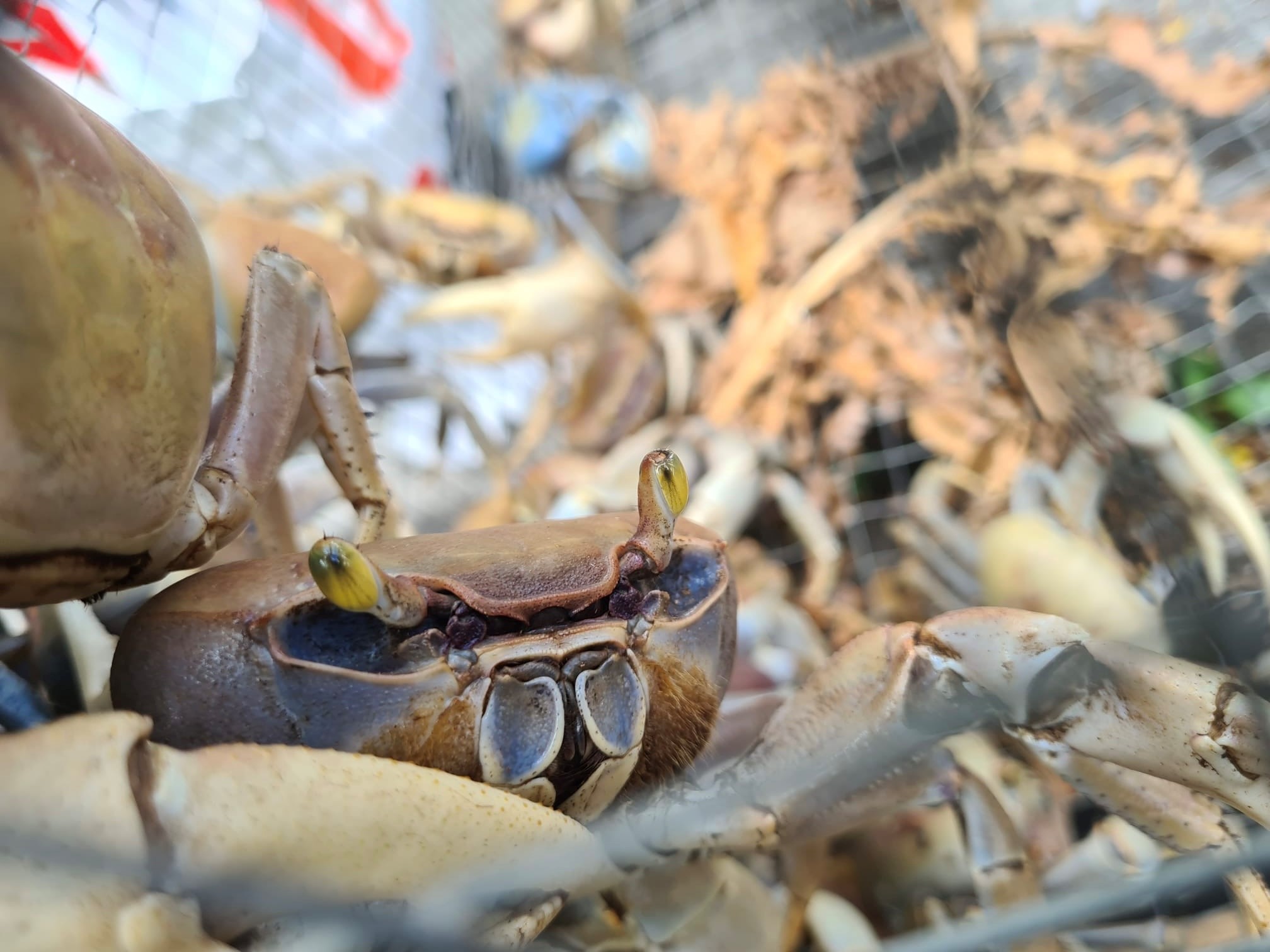     Pentecôte : le crabe de retour sur les tables

