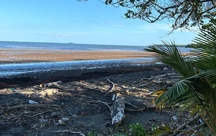     Sargasses : Petit-Bourg et Grande-Anse de Terre-de-Bas en pré alerte

