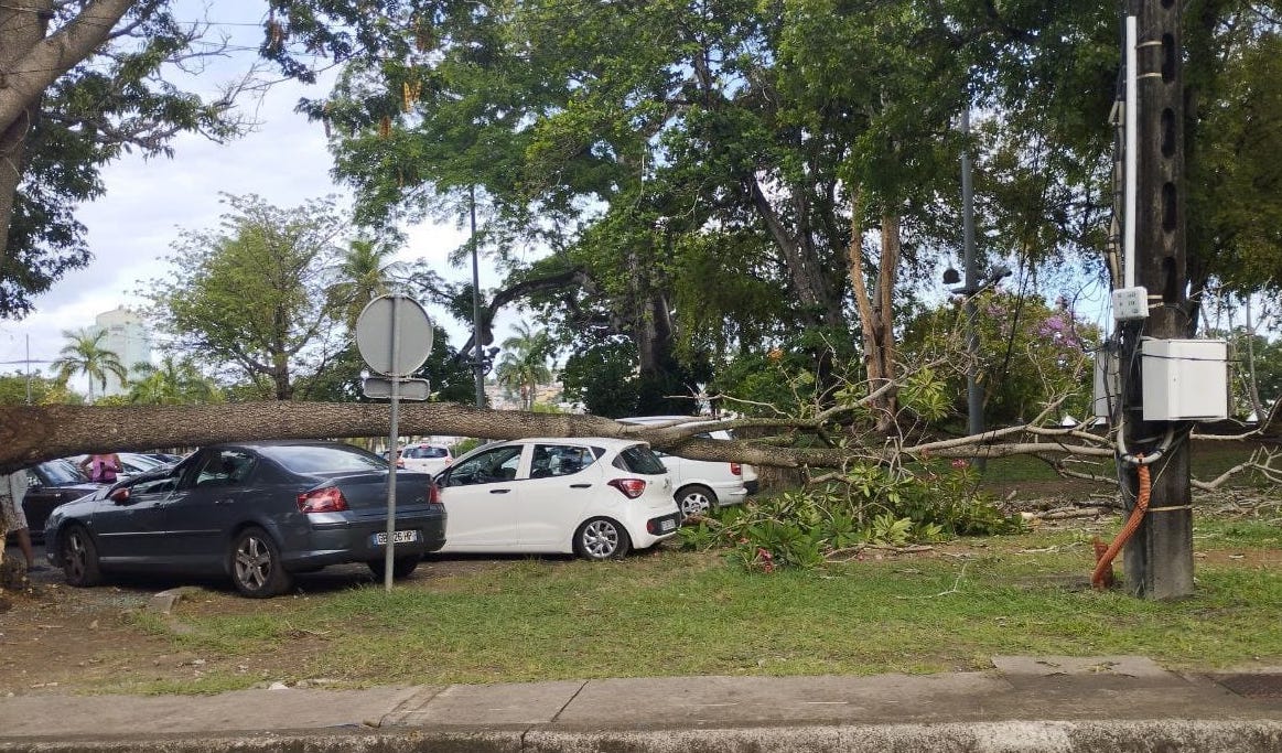     Deux véhicules stationnés à Fort-de-France abîmés par la chute d'une branche d'arbre

