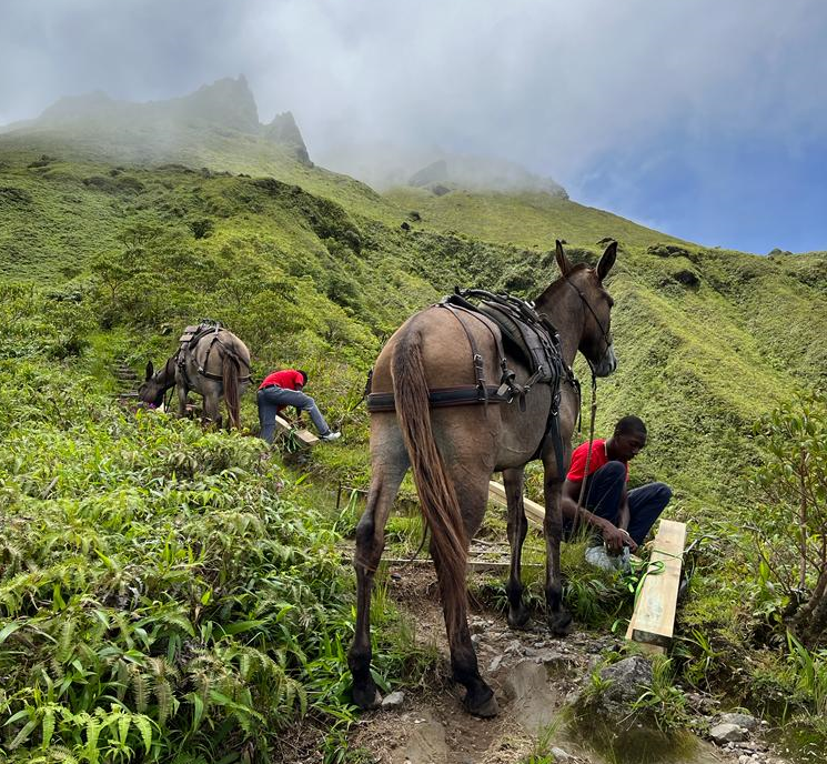     Montagne Pelée : le sentier de randonnée de Grande Savane réhabilité grâce à des mulets 

