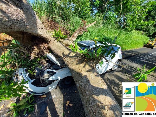     Chute d’arbre : la circulation perturbée sur la départementale 1 à Lamentin

