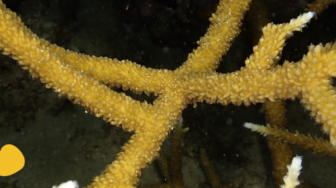     Des coraux en voie d'extinction ont pondu dans les eaux de Sainte-Luce

