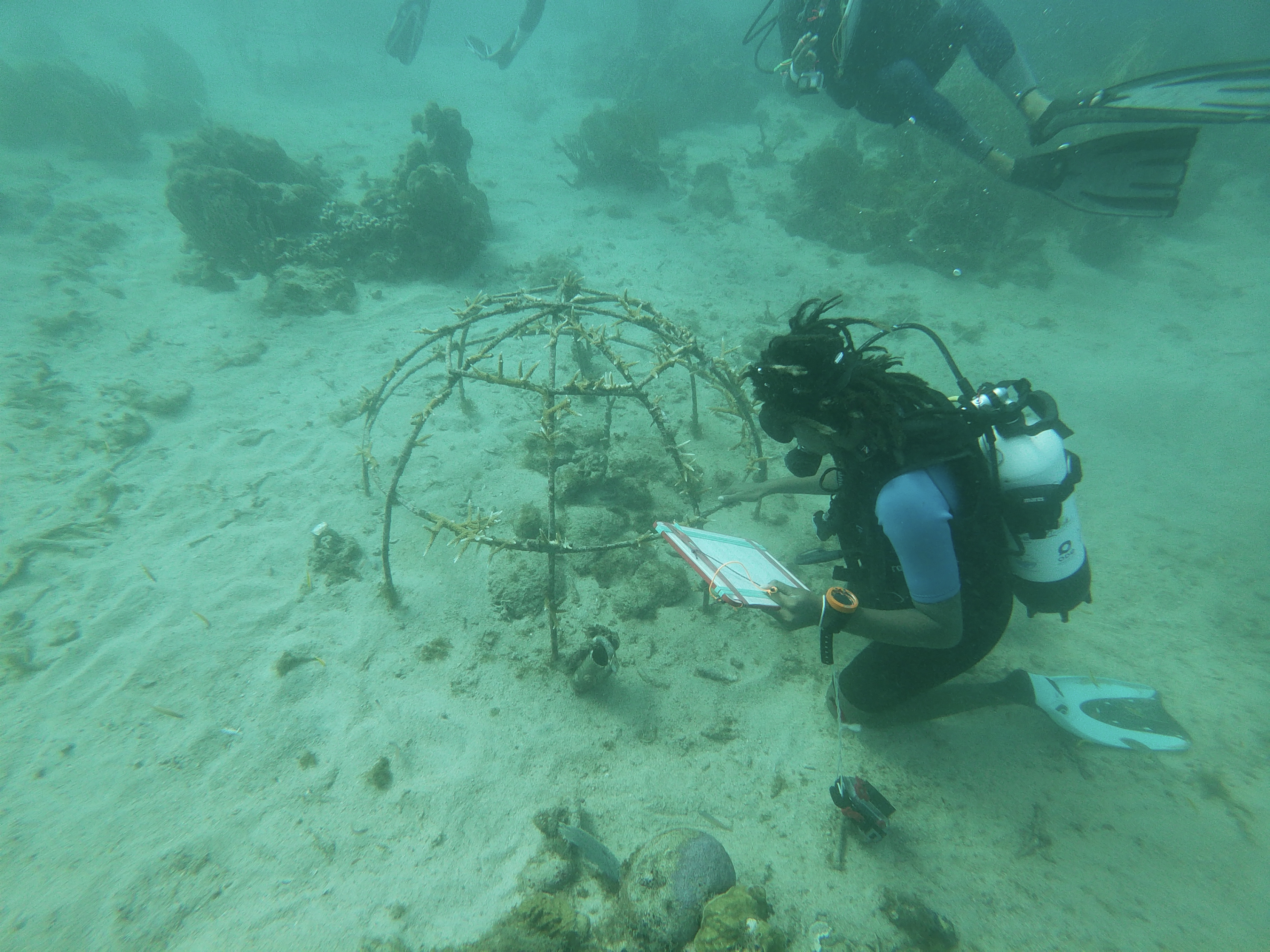     À Sainte-Luce, les coraux Cornes de Cerf n’ont pas survécu

