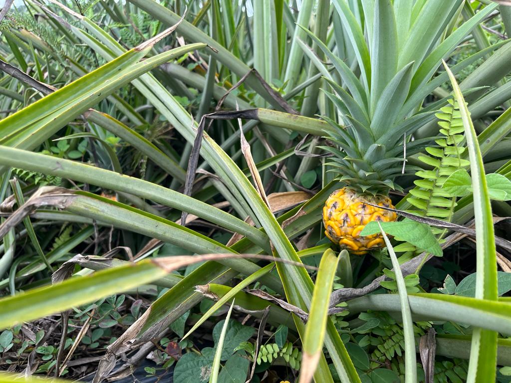     Comment se porte la production d’ananas en Guadeloupe ?

