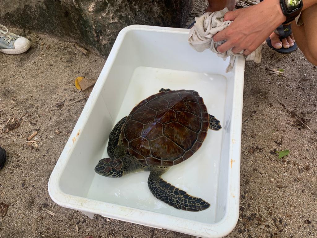     Barbuda, une tortue soignée et relâchée en mer

