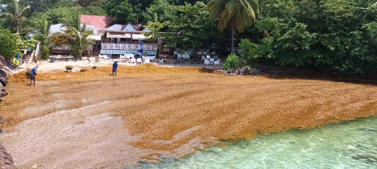 Un échouage massif d’algues sargasses sur la plage de Batelière à Schoelcher