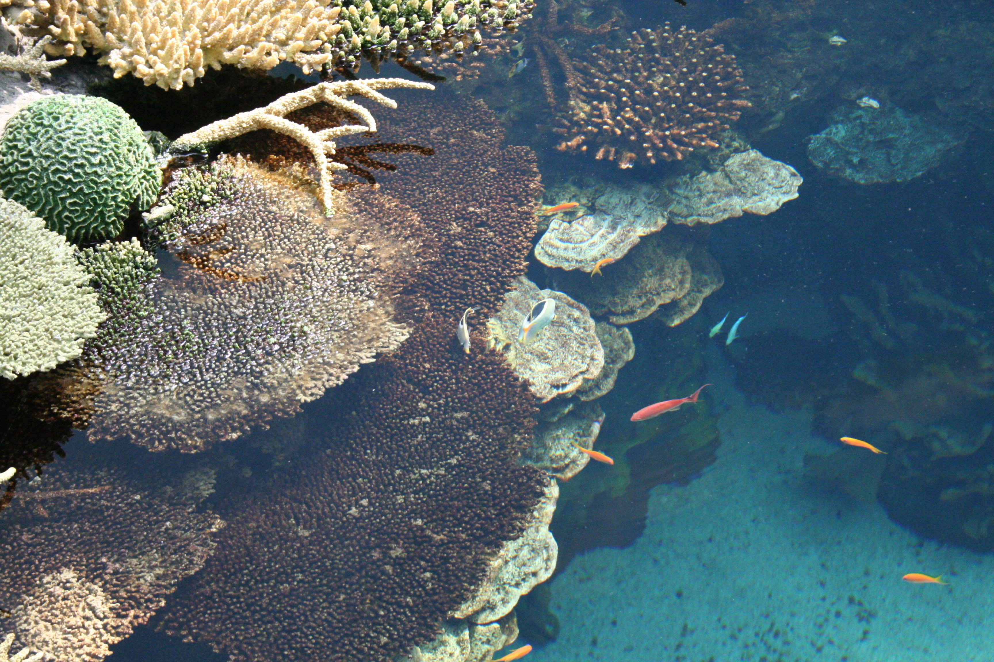     La canicule marine : un risque de mortalité pour nos coraux

