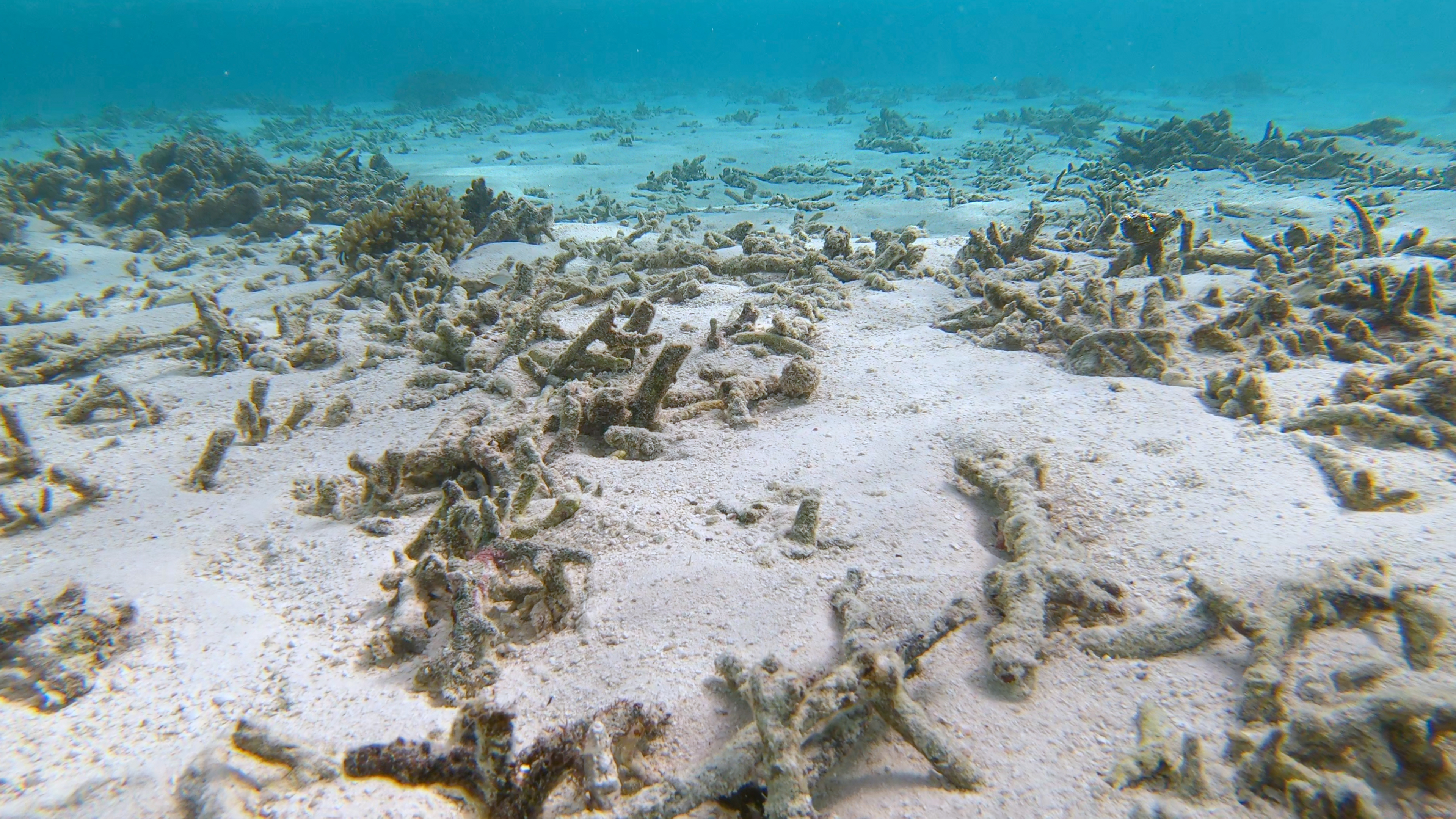     Les coraux d’Outre-mer menacés par des substances chimiques

