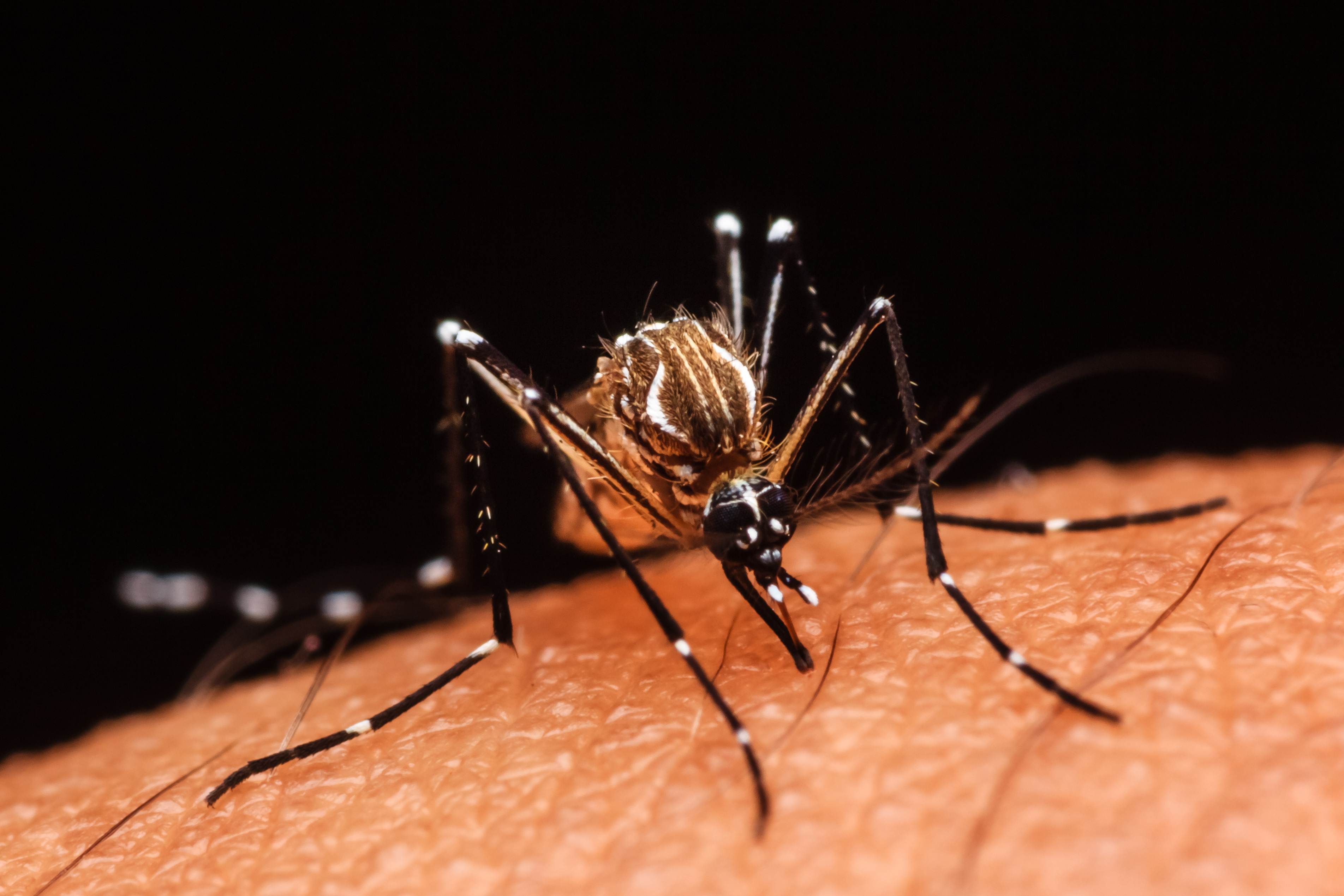    Dengue : la circulation reste stable en Martinique et en Guadeloupe

