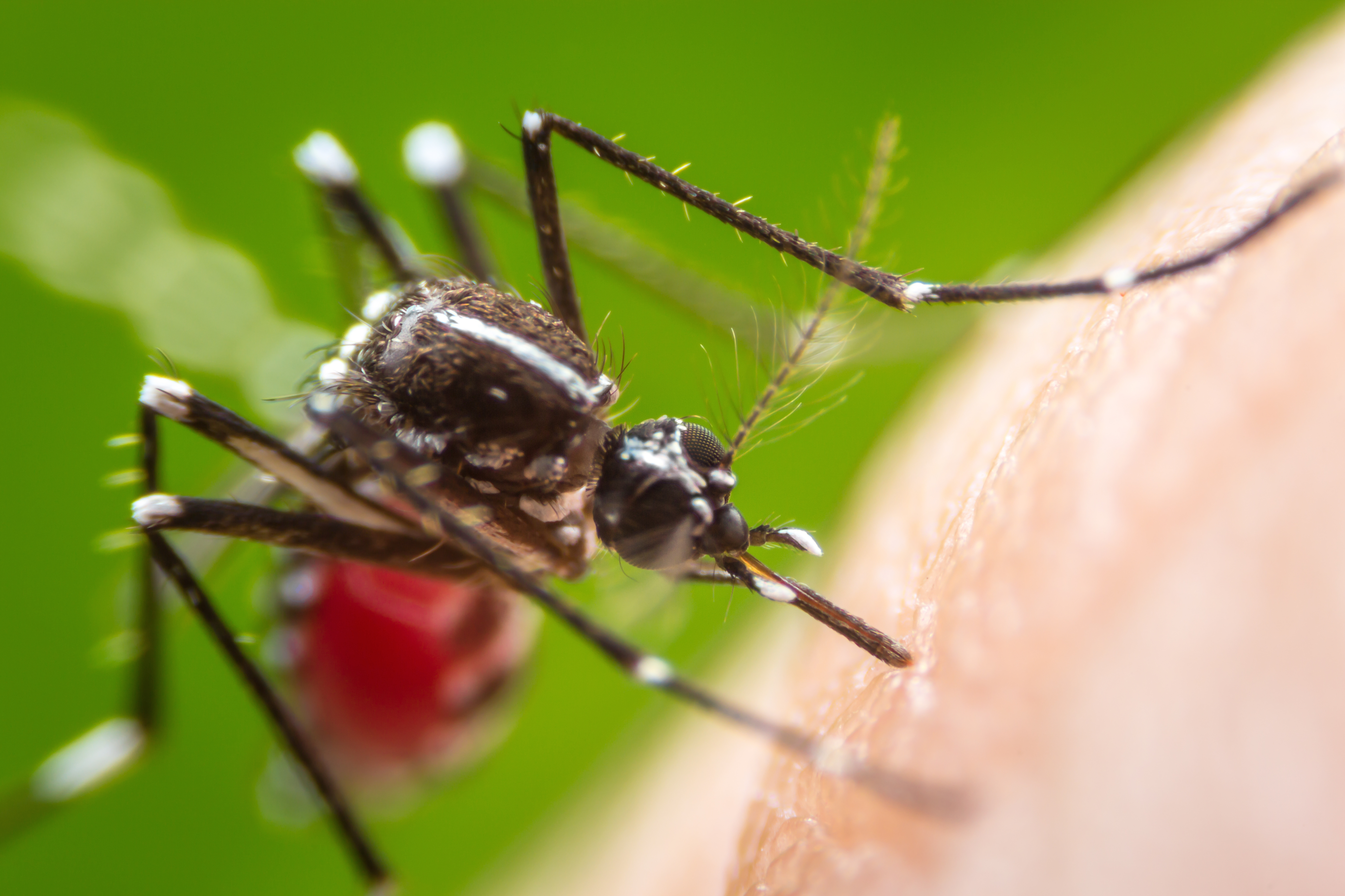     L'épidémie de dengue semble s'atténuer en Martinique 

