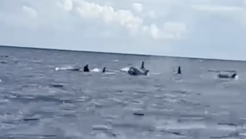     Des orques observées au large de la Martinique

