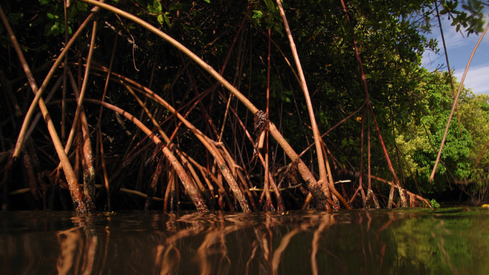     Lancement d’un appel à projets pour la protection et la réhabilitation des mangroves

