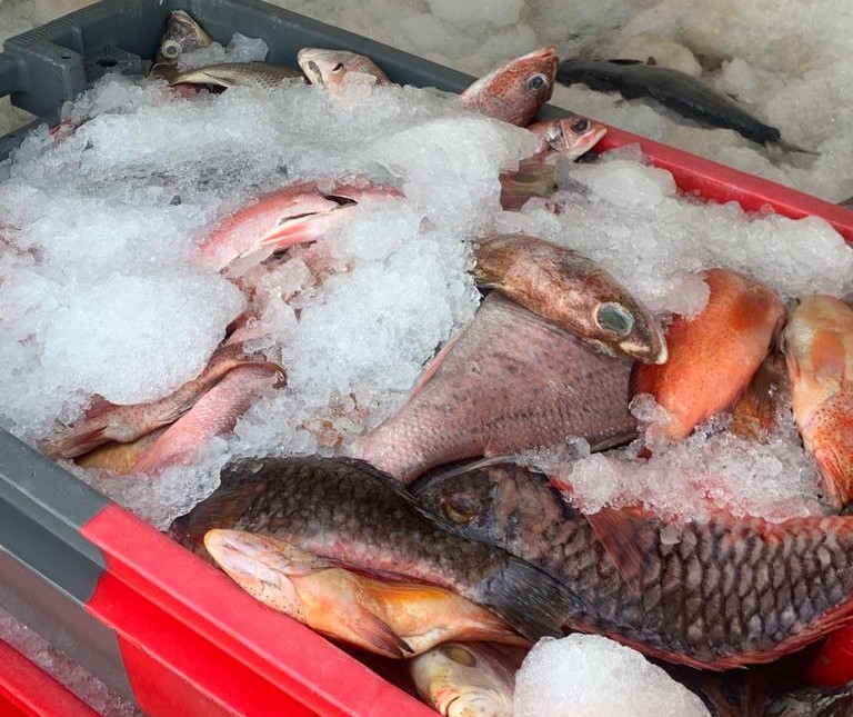     Lutte contre la pêche illégale : du lambi et 230 kg de poisson avarié saisis

