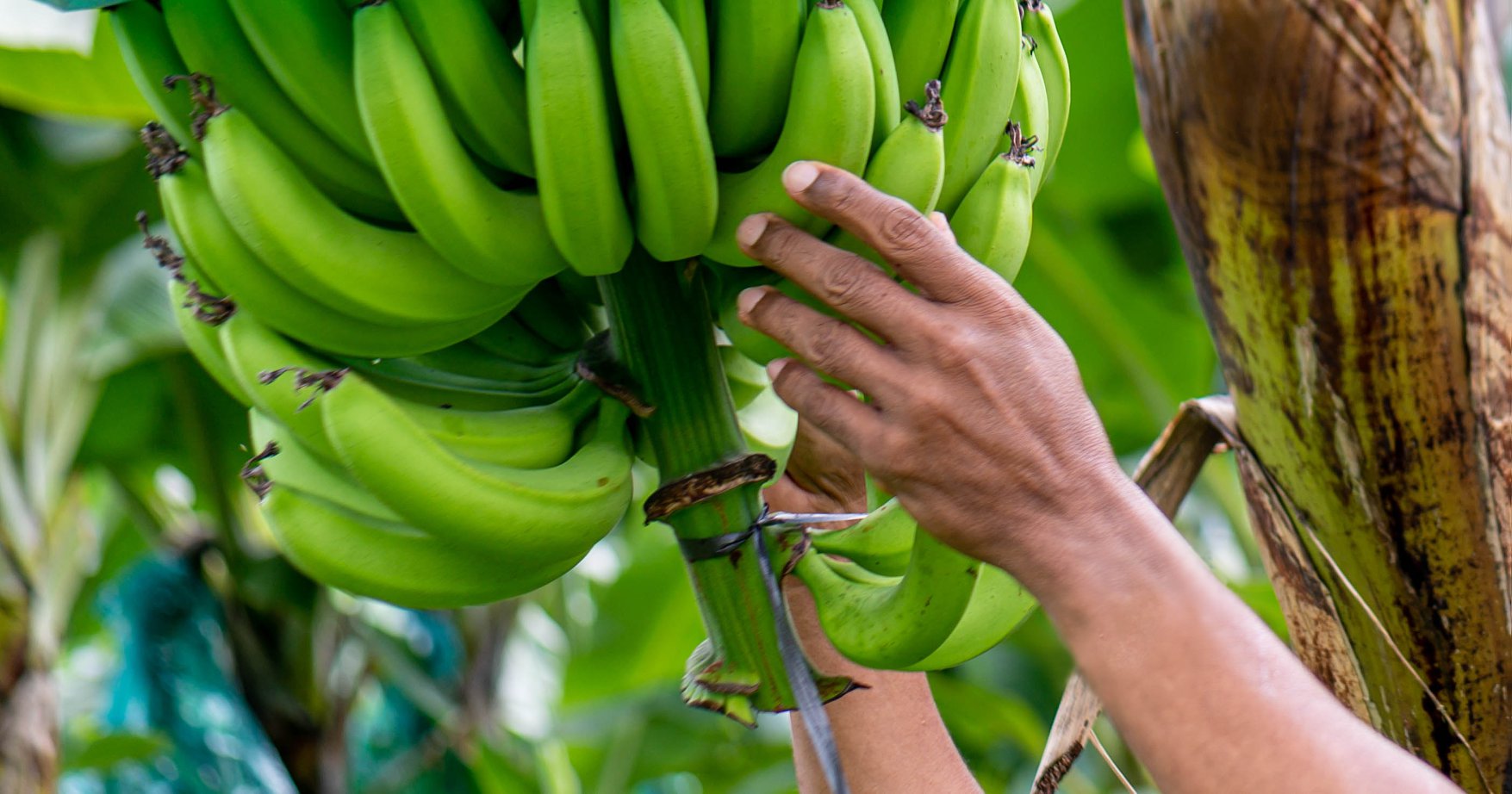     Soutien exceptionnel aux Producteurs de Bananes en Martinique

