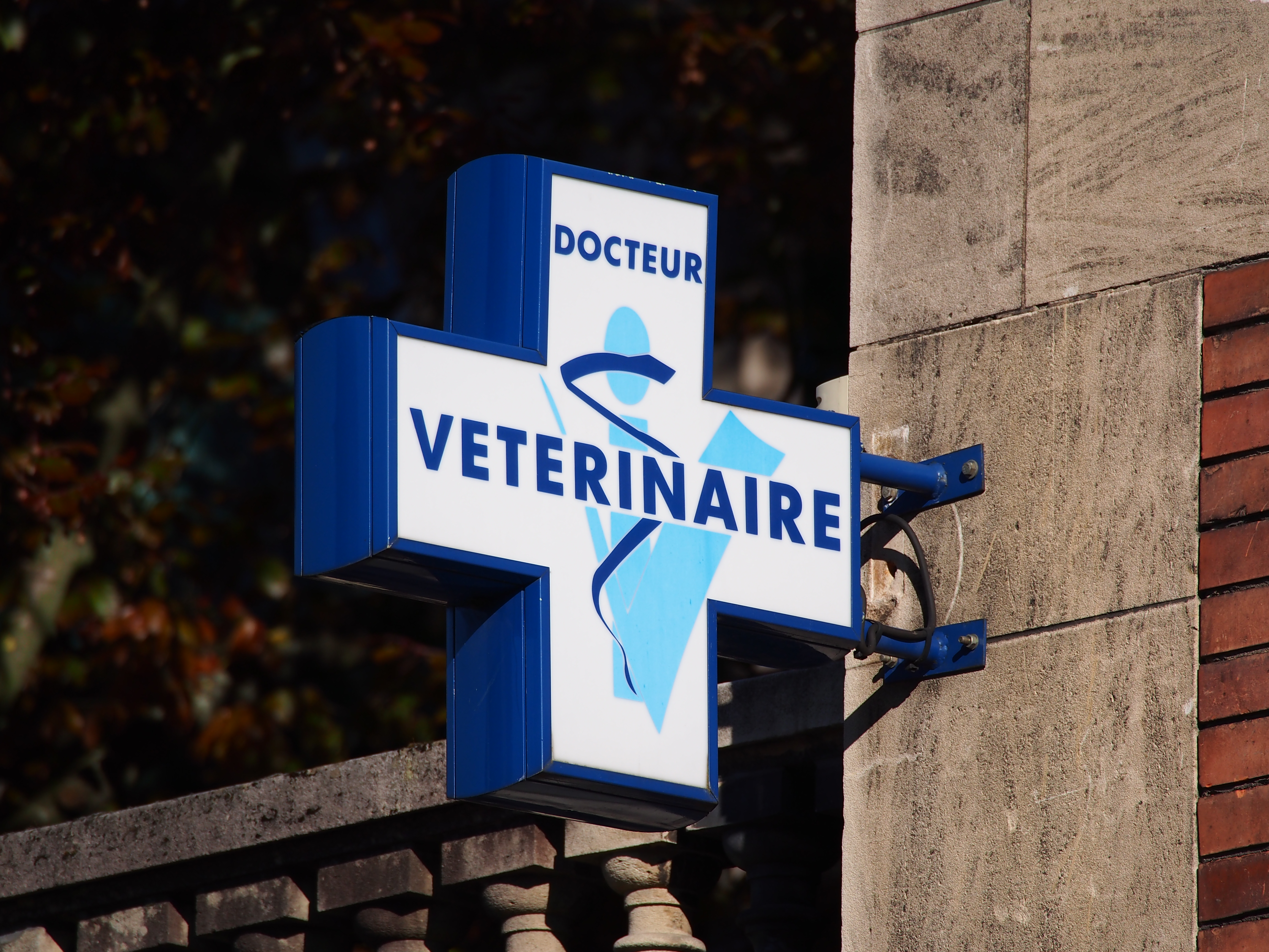     Une femme poursuit une clinique vétérinaire après la mort de son chien

