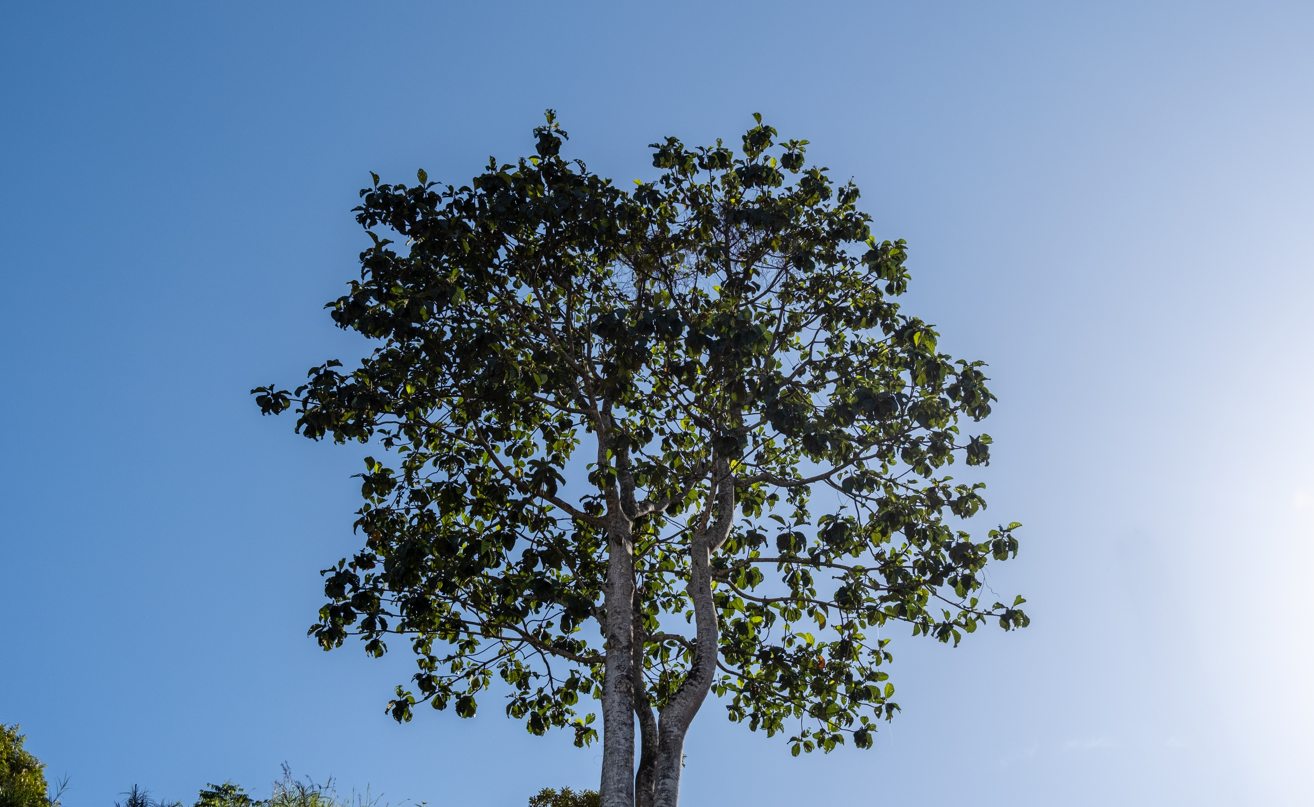     Le Mahogany, un arbre classé en danger : qu’en est-il chez nous ?

