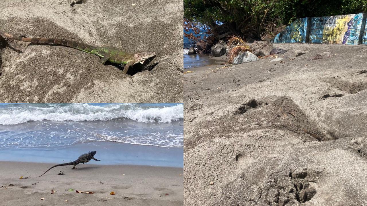     [VIDEO] Invasion d’iguanes rayés sur la plage du Lido à Schoelcher

