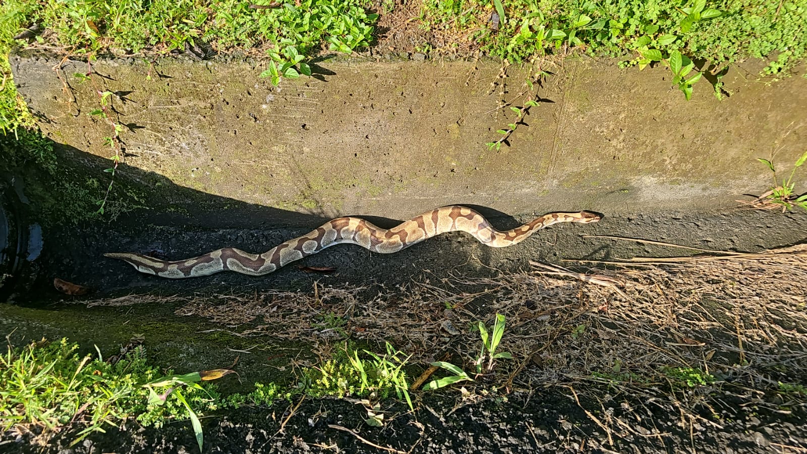     Un python royal récupéré dans un canal à Saint-Joseph

