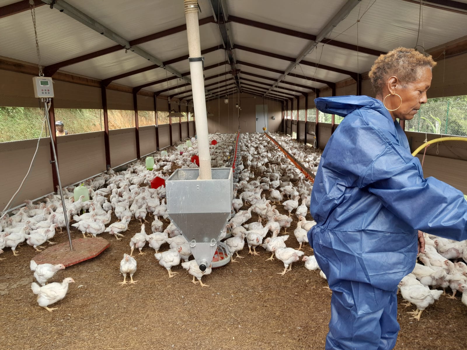     A la découverte du poulet bô kay élevé en Martinique

