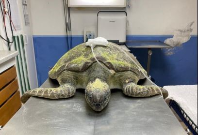     Une tortue marine fléchée prise en charge au centre de soins de l’Aquarium

