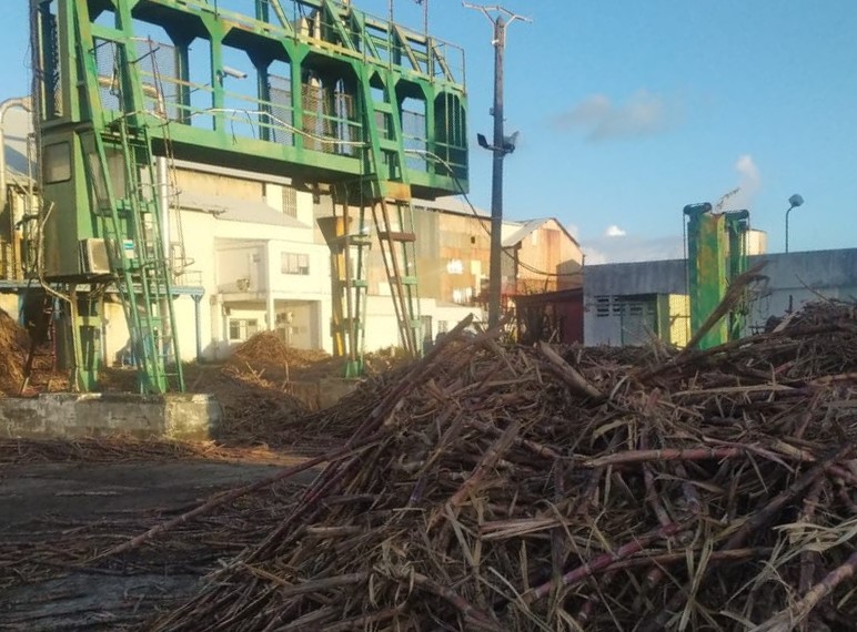    Récolte de la canne en Guadeloupe : le prix de la tonne mobilise toujours 

