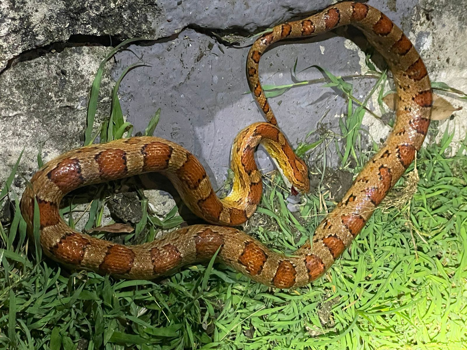     Un « serpent des blés » retrouvé dans un jardin à Saint-François

