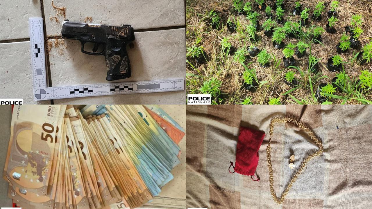     493 plants de cannabis, une arme, des objets volés et de l’argent liquide saisis 

