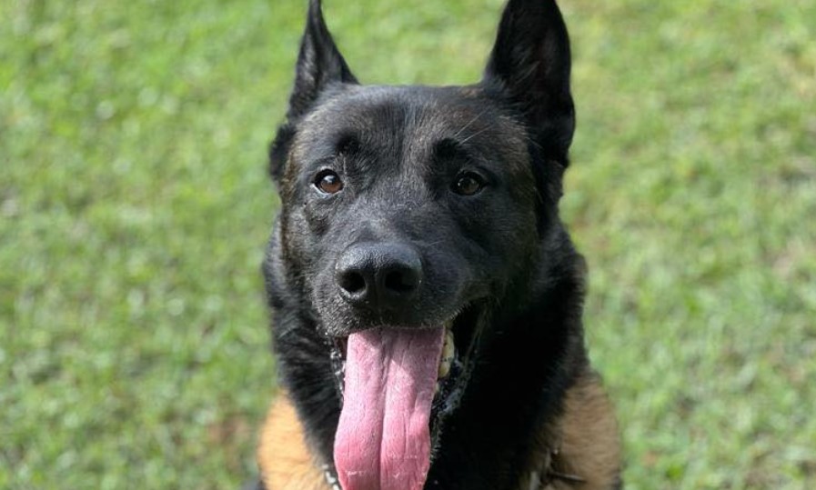     Loko, le chien gendarme s'en est allé

