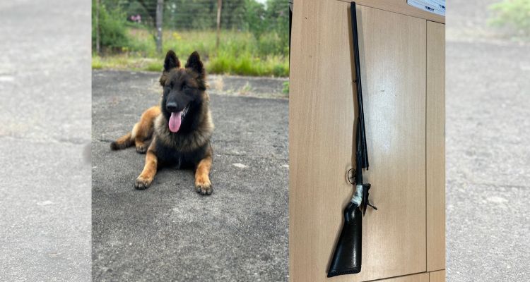     Le nouveau chien des gendarmes découvre de la drogue et des armes lors d'une perquisition

