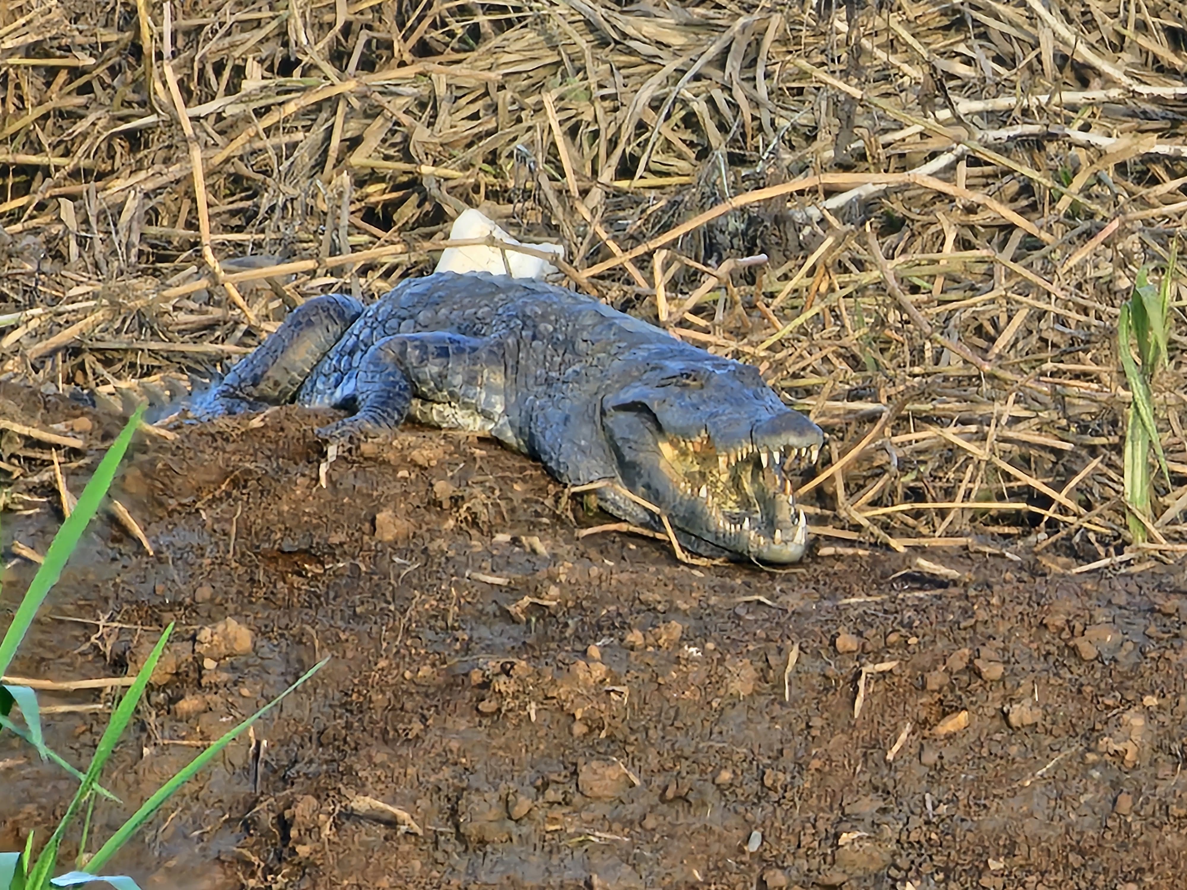     [EN IMAGES] Georges, le crocodile, sur les berges du Lamentin, à Place d’Armes

