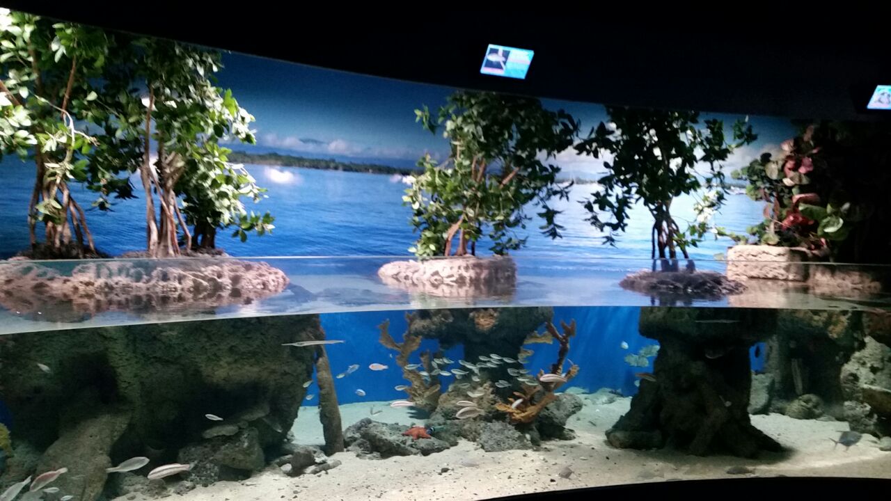 Près de "300 espèces" dans le nouvel aquarium selon le directeur