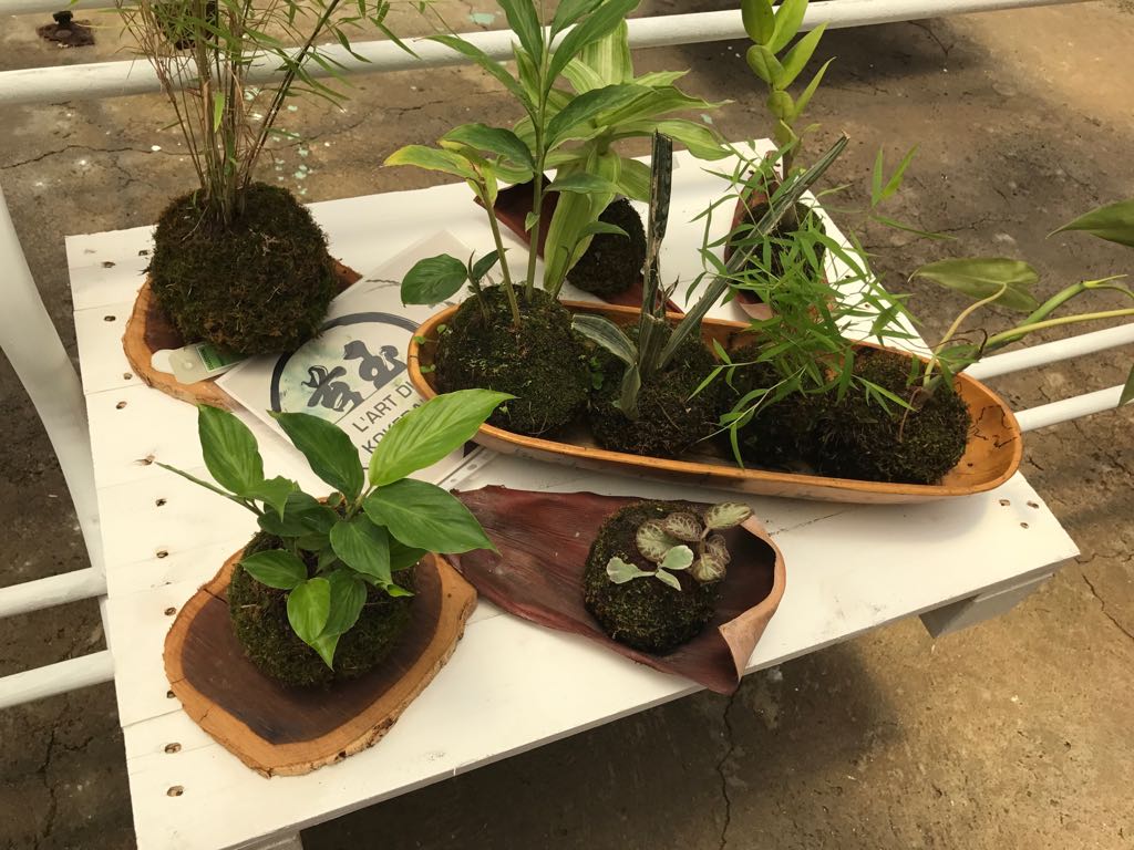 jardin innovant kokédama